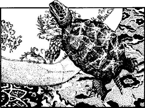 pen and Ink sketch of turtle, by Judy Ernst